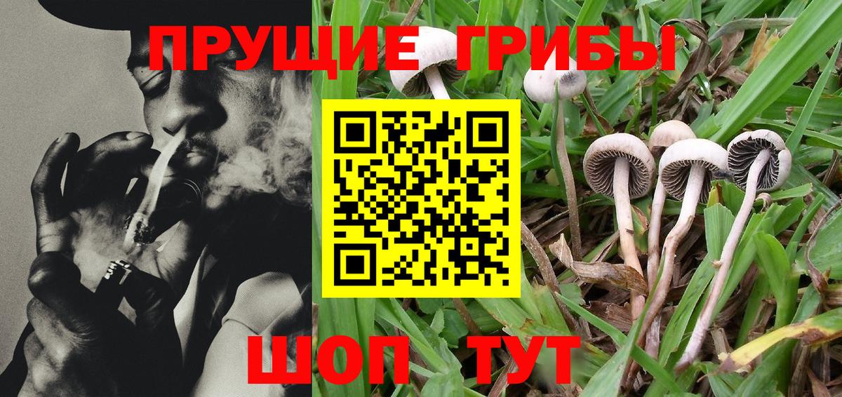 Псилоцибиновые грибы MAGIC MUSHROOMS Сальск